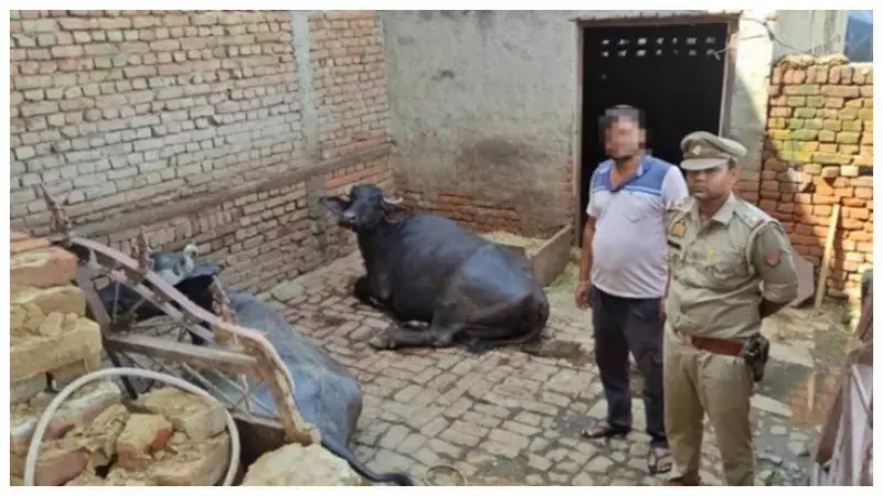 Iglas polices Operation Buffalo on women of thieves heavy, takes males out of forest in 4 hours