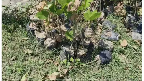 Hundreds of plants dried up in open field of tree planting campaign in Banda Hundreds of plants dried up in open field of tree planting campaign in Banda