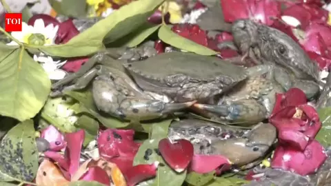 Rundhanath Shiva Temple: Why Live Crabs Are Offered to Lord Shiva at This Unique Temple Rundhanath Shiva Temple: Why Live Crabs Are Offered to Lord Shiva at This Unique Temple
