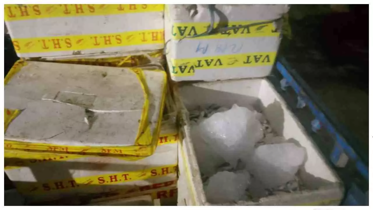Kaushambi News: प्रतिबंध के बावजूद यमुना में कथित अवैध मछली शिकार, 40 पेटी मछली संग पिकअप पकड़ा