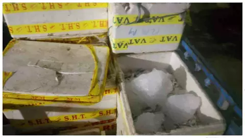 Kaushambi News: प्रतिबंध के बावजूद यमुना में कथित अवैध मछली शिकार, 40 पेटी मछली संग पिकअप पकड़ा Kaushambi News: प्रतिबंध के बावजूद यमुना में कथित अवैध मछली शिकार, 40 पेटी मछली संग पिकअप पकड़ा