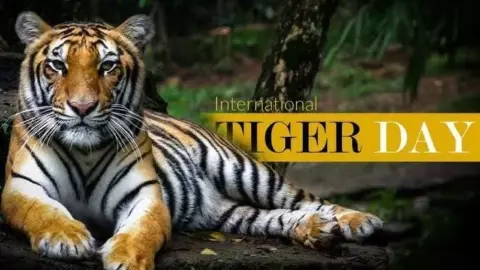 World Tiger Day World Tiger Day