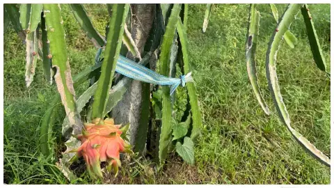 Sonbhadra News: ड्रैगन फ्रूट–स्ट्रॉबेरी से बदलेगी किसानों की तकदीर, योगी सरकार का बड़ा अनुदान Sonbhadra News: ड्रैगन फ्रूट–स्ट्रॉबेरी से बदलेगी किसानों की तकदीर, योगी सरकार का बड़ा अनुदान