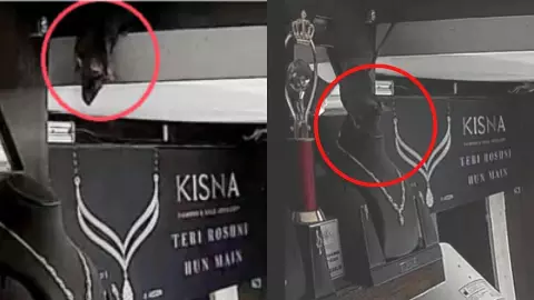 चूहे के पास 10 लाख का हीरा कैसे? ज्वेलरी शॉप में घुसा अनोखा चोर, CCTV फुटेज देख चकराया सिर चूहे के पास 10 लाख का हीरा कैसे? ज्वेलरी शॉप में घुसा अनोखा चोर, CCTV फुटेज देख चकराया सिर