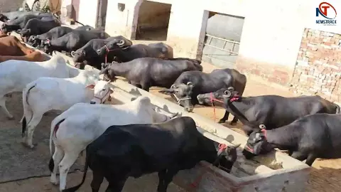 Animal Husbandry Animal Husbandry