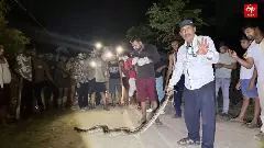 Kanwar Yatra 2026: 10-Foot Python Sparks Panic on Kanwar Route, Constable Rescues Devotees