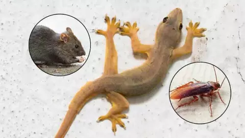 Rainy Season Pest Control Tips
