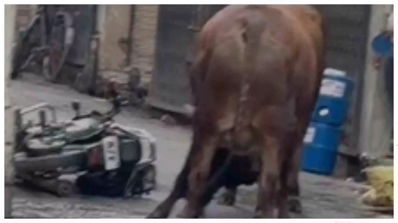 Hapur News: पिलखुवा बाजार में दो सांडों का तांडव, भगदड़ से मचा हड़कंप; VIDEO वायरल