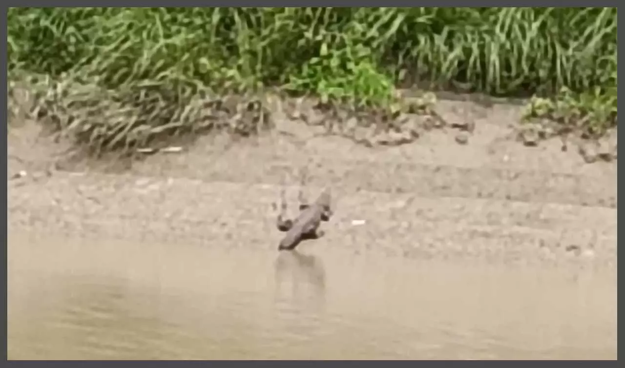 Magaramchcha seen in the canal of Kanwar Marg