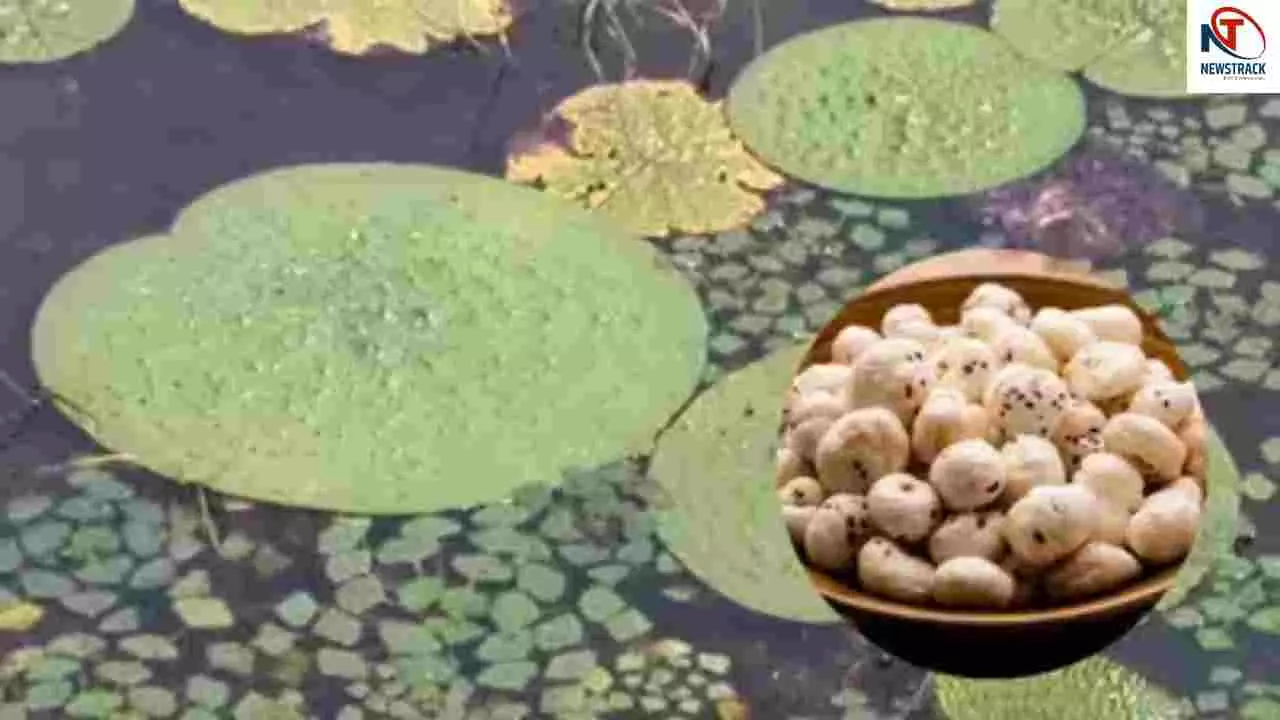 Makhana Farming