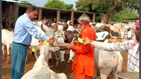 CVO celebrates birthday in unique manner at cow shelter in Jhansi