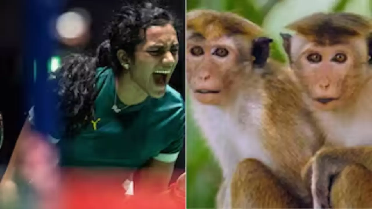 BWF Championship: Langur Calls to Keep Monkeys Away BWF Championship: Langur Calls to Keep Monkeys Away