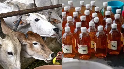 UP Gomutra Dairy Model