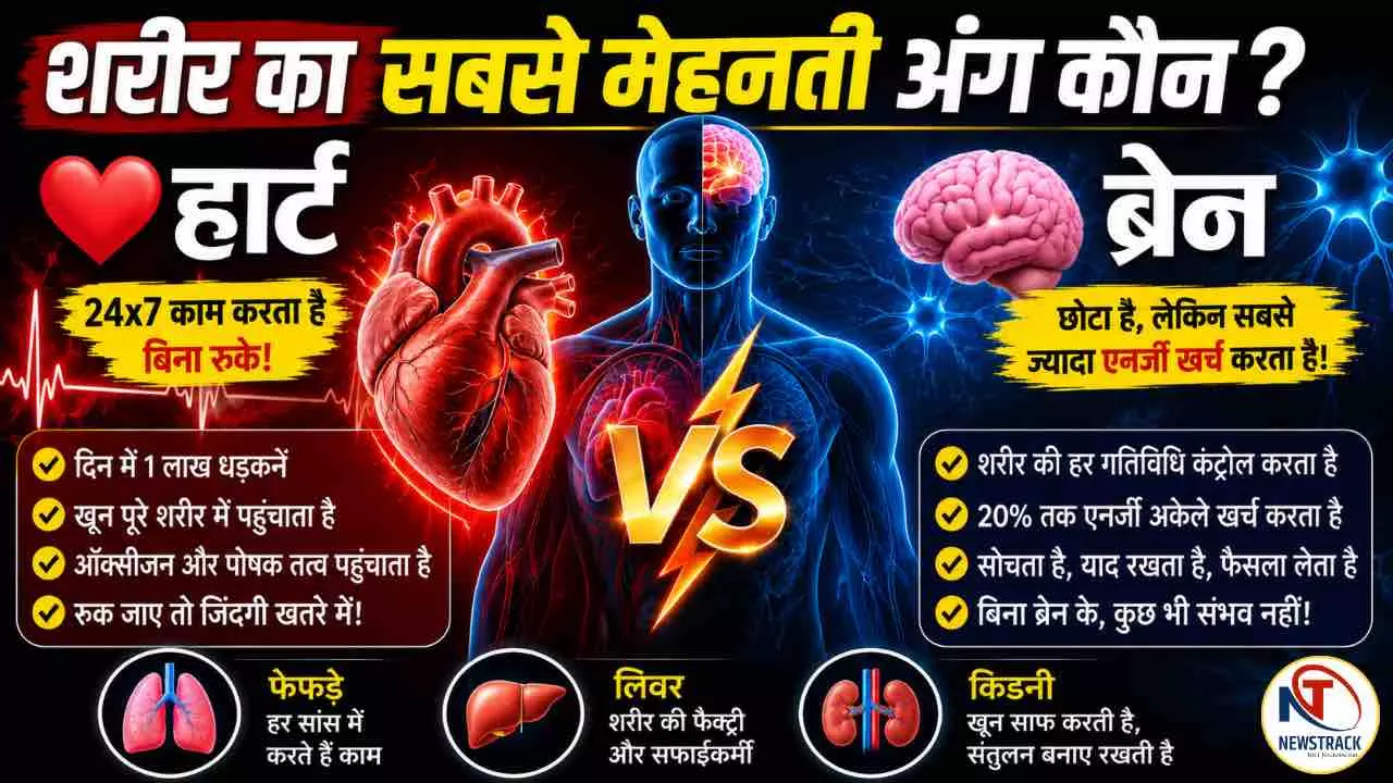 Which Body Organ Works the Most