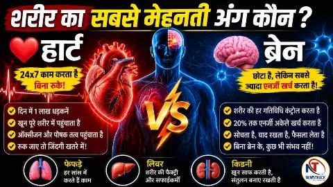 Which Body Organ Works the Most Which Body Organ Works the Most