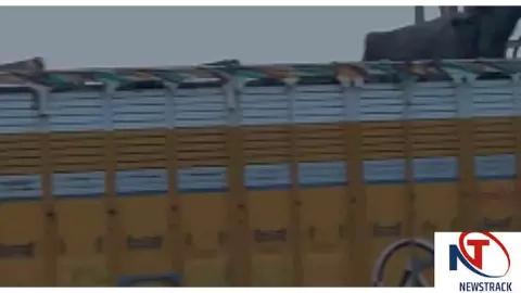 Mathura News: ट्रक में भैंसों को ठूंसकर ले जा रहे थे, VIDEO वायरल; यमुना एक्सप्रेसवे पर मचा हड़कंप Mathura News: ट्रक में भैंसों को ठूंसकर ले जा रहे थे, VIDEO वायरल; यमुना एक्सप्रेसवे पर मचा हड़कंप