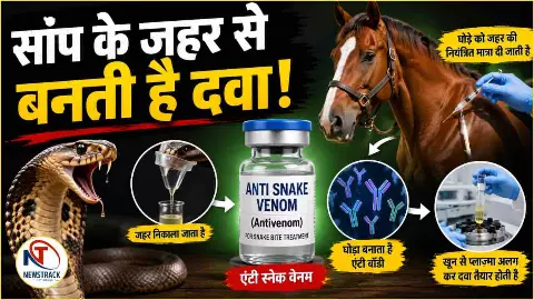 Anti Snake Venom Explained Hindi News