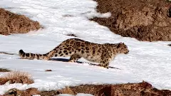 Ladakh Winter Trip 2026: Snow Leopard Safari, Wildlife and Adventure in the Snow