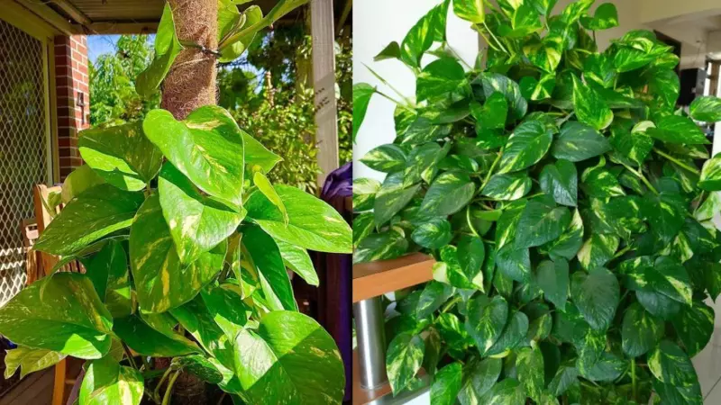 Money Plant Growth Tips