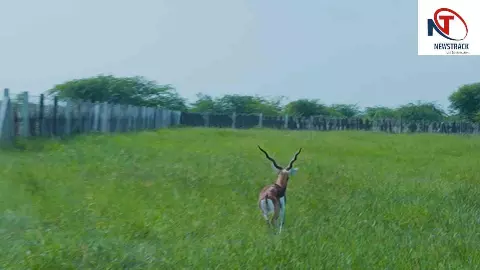 स्वतंत्रता दिवस पर बन्नी के घास के मैदानों में छोड़े गए 20 काले हिरण, वनतारा ने किया सहयोग