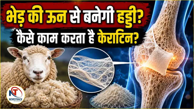 Sheep Wool Keratin Bone Regeneration Sheep Wool Keratin Bone Regeneration