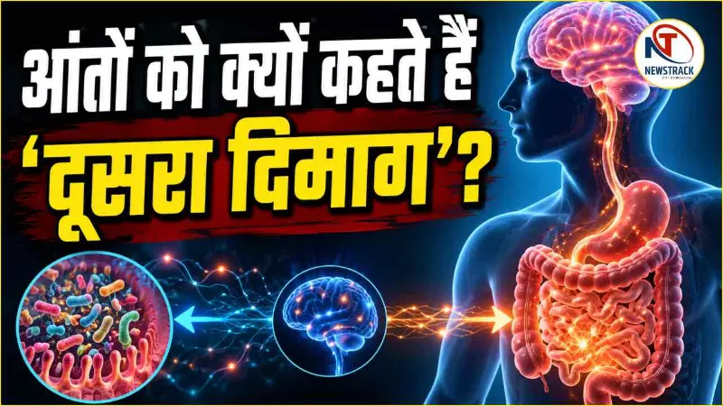 Gut Brain Connection Gut Brain Connection
