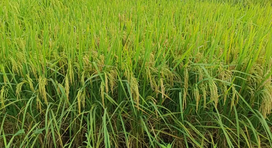 NBRI के वैज्ञानिकों की बड़ी खोज: ‘गुड बैक्टीरिया’ से फसल बर्बाद करने वाले फंगस पर लगेगी लगाम NBRI के वैज्ञानिकों की बड़ी खोज: ‘गुड बैक्टीरिया’ से फसल बर्बाद करने वाले फंगस पर लगेगी लगाम