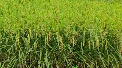 NBRI के वैज्ञानिकों की बड़ी खोज: ‘गुड बैक्टीरिया’ से फसल बर्बाद करने वाले फंगस पर लगेगी लगाम