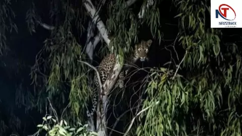 Hapur: तेंदुए की आहट से गढ़-मेरठ मार्ग पर हड़कंप, वायरल फोटो के बाद मौके पर पहुंची वन विभाग की टीम