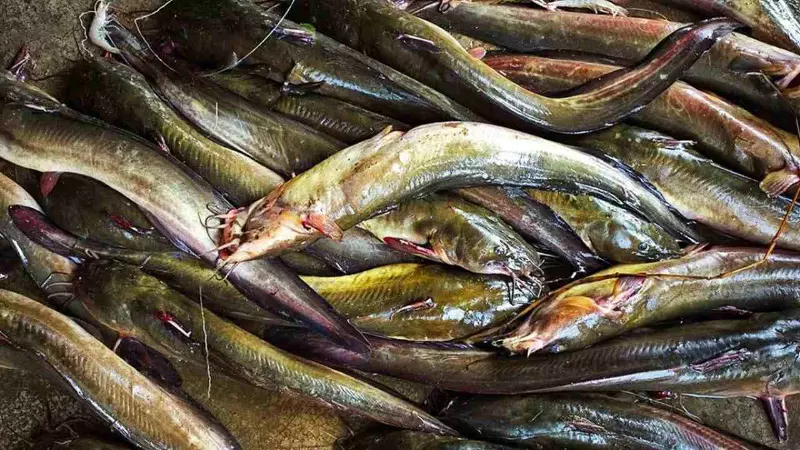 Thai Mangur Fish: Why Was 36 Tonnes of This Banned Fish Buried?