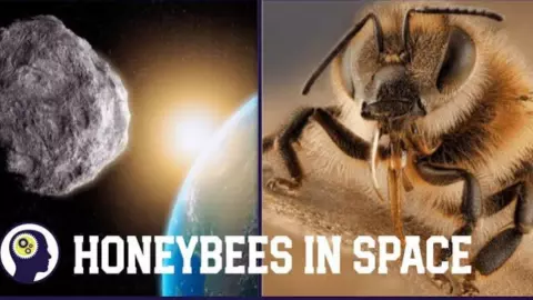 NASA Bee Mission: Why Did NASA Send 3,400 Bees Into Space? NASA Bee Mission: Why Did NASA Send 3,400 Bees Into Space?