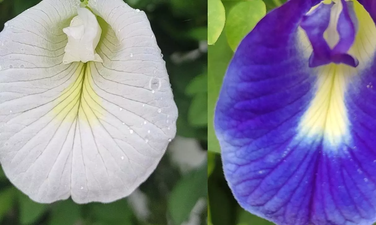 White vs Blue Aparajita White vs Blue Aparajita