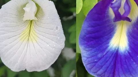 White vs Blue Aparajita White vs Blue Aparajita