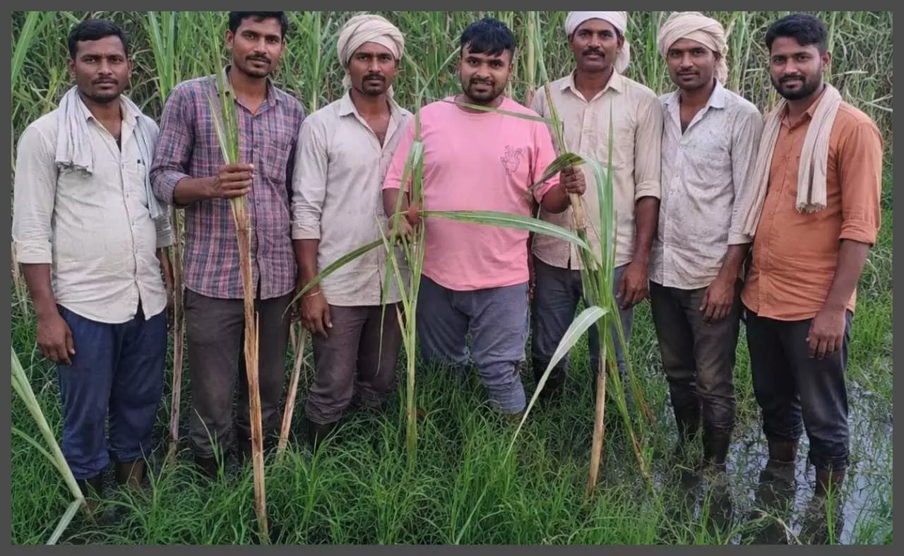 Up to 40% drop in sugarcane yield from flooding, also decrease in sweetness Up to 40% drop in sugarcane yield from flooding, also decrease in sweetness