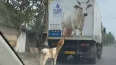 Viral Calf Video: Why Did This Calf Chase a Milk Truck? The Reason Is Emotional Viral Calf Video: Why Did This Calf Chase a Milk Truck? The Reason Is Emotional