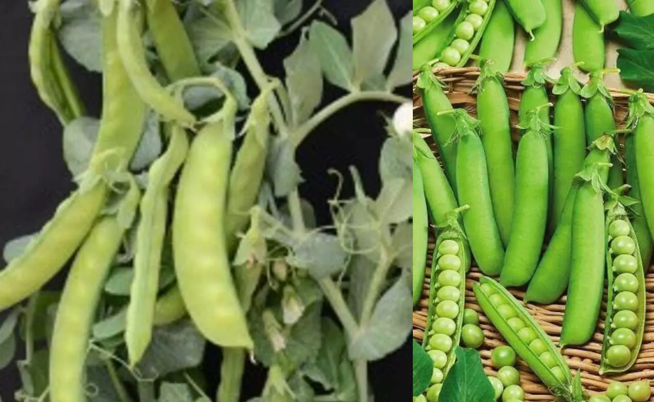 New variety of pea Kashi Tripti developed New variety of pea Kashi Tripti developed