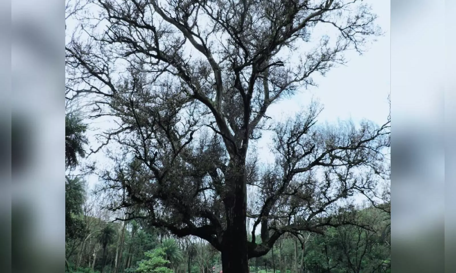 Mount Abu Eucalyptus Tree Mount Abu Eucalyptus Tree