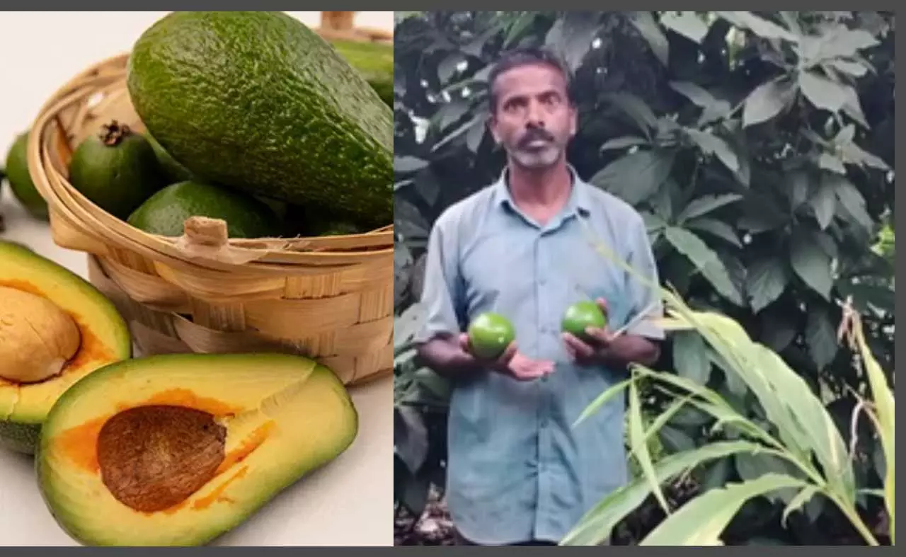 Avocado made into superfood from dog fruit, new alternative to munafe made for farmers
