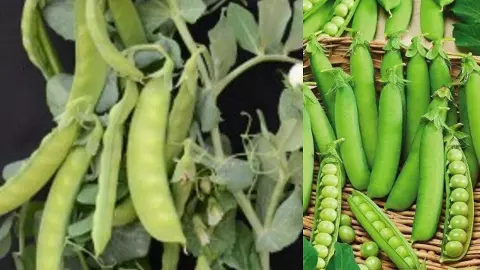 New variety of pea Kashi Tripti developed