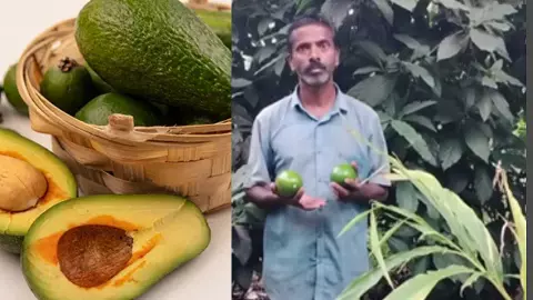 Avocado made into superfood from dog fruit, new alternative to munafe made for farmers