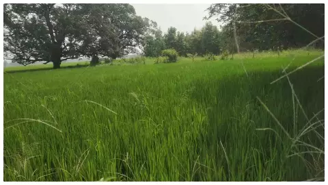 Shravasti News: तराई की चौपाल: बहुत चकचक गाड़ी मिल गई, सेकंड हैंड है, सस्ता मिल गया