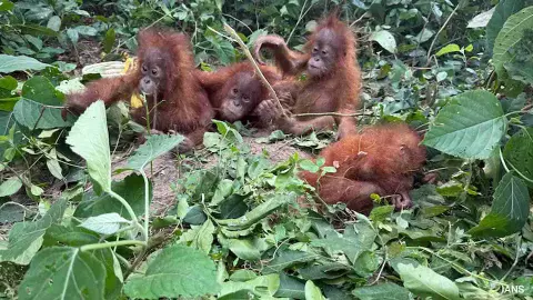 Orangutan in Odisha: Mystery Deepens After 5 Baby Orangutans Found in Forest Orangutan in Odisha: Mystery Deepens After 5 Baby Orangutans Found in Forest