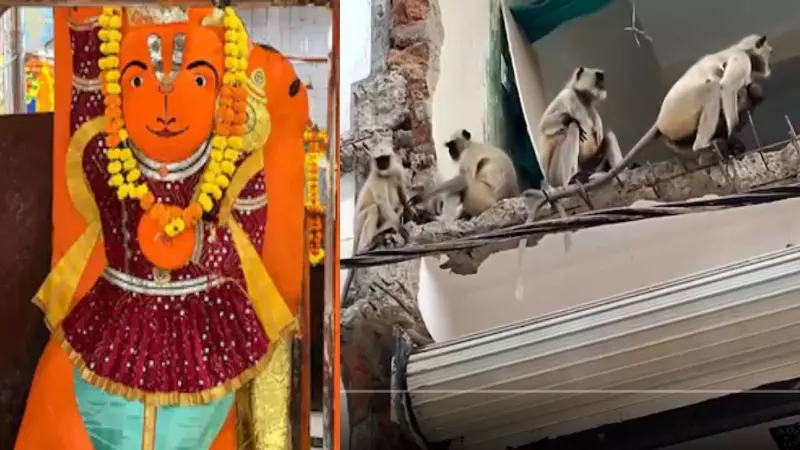 Ujjain Khade Hanuman Ji: पहले टस से मस नहीं हुई मूर्ति, अब पहुंची लंगूरों की टोली; भक्त बोले- बजरंगबली का संकेत!