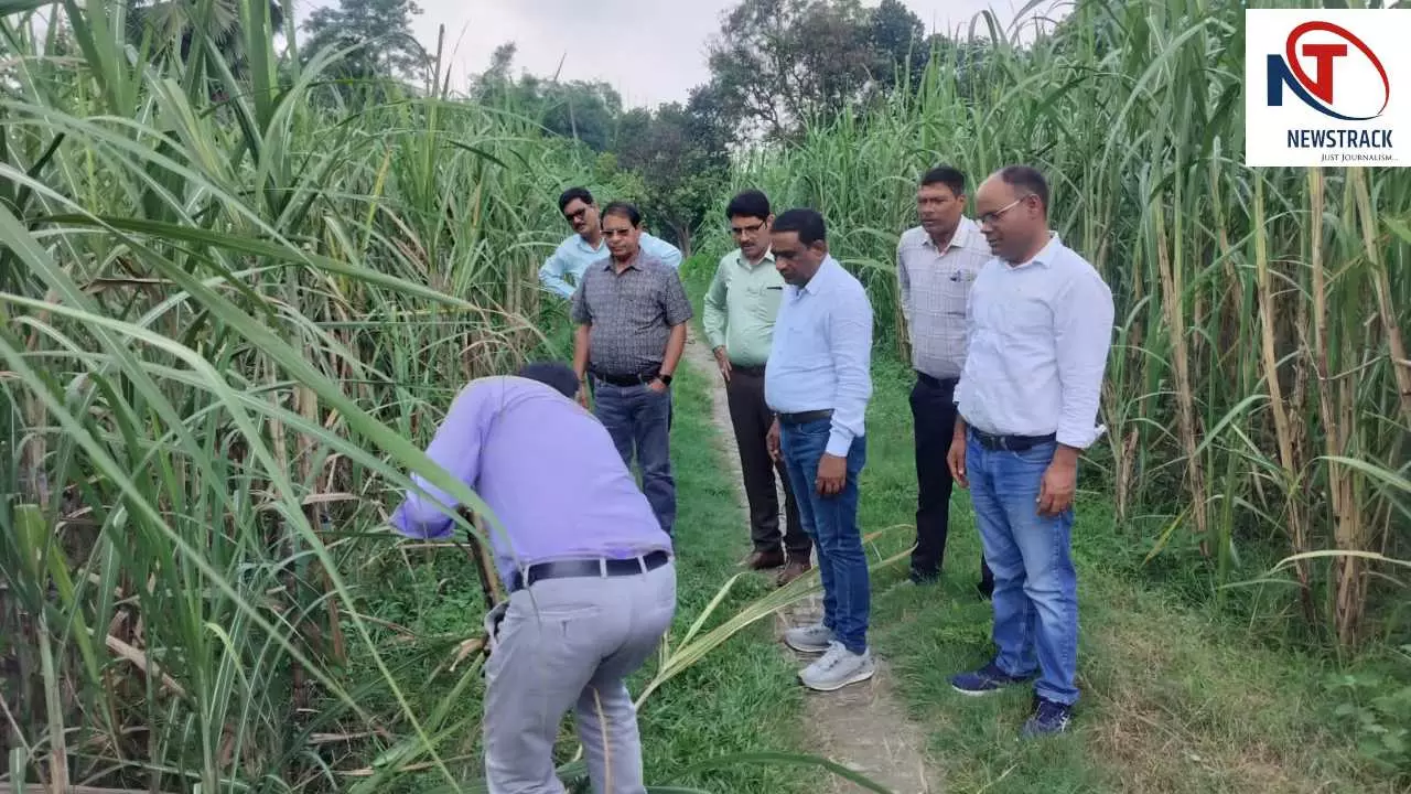 Kushinagar News: गन्ने के रोगों को लेकर विशेषज्ञों ने किसानों को दिए बचाव और उन्नत बुवाई के सुझाव Kushinagar News: गन्ने के रोगों को लेकर विशेषज्ञों ने किसानों को दिए बचाव और उन्नत बुवाई के सुझाव