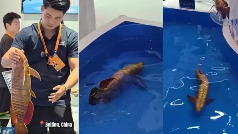 China Golden Dragon Fish: This Bionic Robot Fish Looks Almost Real Underwater China Golden Dragon Fish: This Bionic Robot Fish Looks Almost Real Underwater