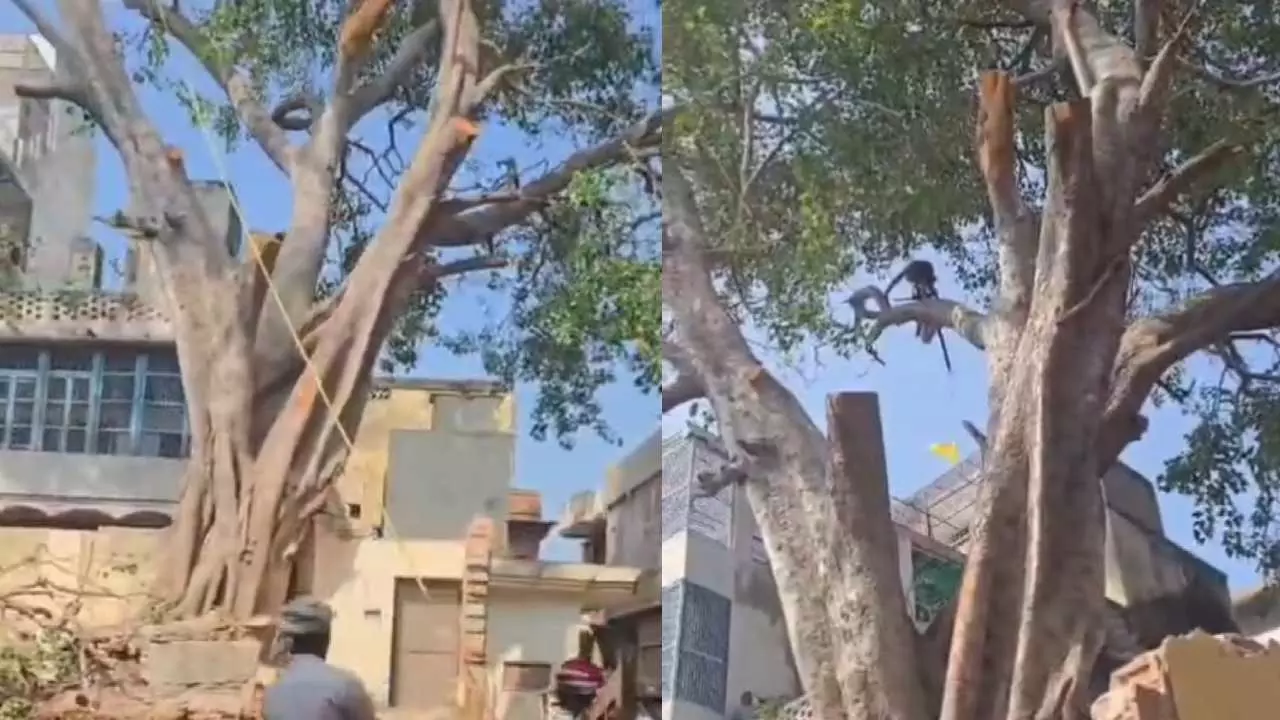 Mathura News: राधा वल्लभ मंदिर के समीप पुराने पीपल पर चली कुल्हाड़ी, वन विभाग की भूमिका पर उठे सवाल