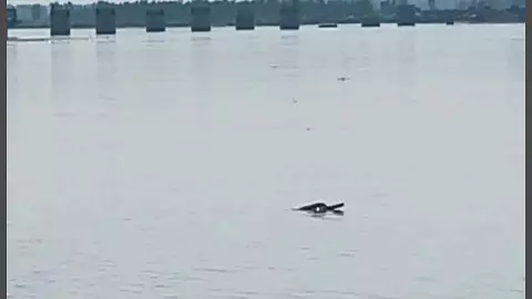 Three dolphins seen swimming on Bijnor Ganga Barrage