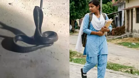 Hathras Snake Bite News Hathras Snake Bite News