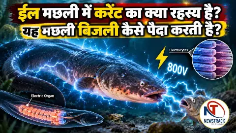 Electric Fish Eel Information in Hindi Electric Fish Eel Information in Hindi