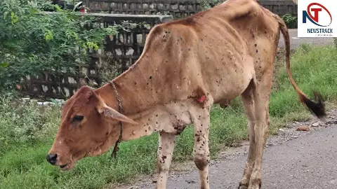 Banda News: बांदा में लंपी वायरस का कहर, टीकाकरण पर उठे सवाल; कचरे में मिली दवाएं, जांच के आदेश Banda News: बांदा में लंपी वायरस का कहर, टीकाकरण पर उठे सवाल; कचरे में मिली दवाएं, जांच के आदेश